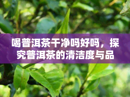 喝普洱茶干净吗好吗，探究普洱茶的清洁度与品质：真的干净好吗？