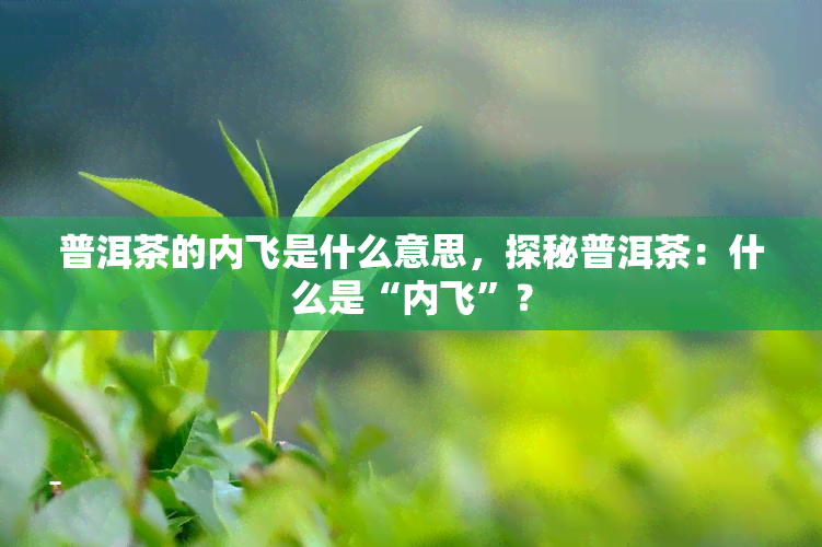 普洱茶的内飞是什么意思，探秘普洱茶：什么是“内飞”？