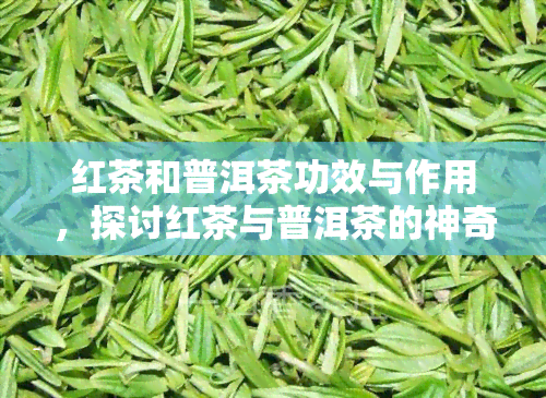 红茶和普洱茶功效与作用，探讨红茶与普洱茶的神奇功效与作用