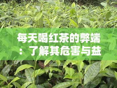 每天喝红茶的弊端：了解其危害与益处