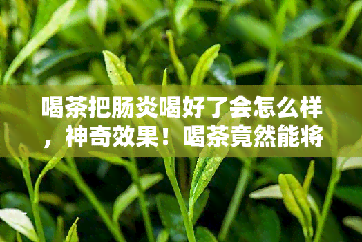 喝茶把肠炎喝好了会怎么样，神奇效果！喝茶竟然能将肠炎喝好