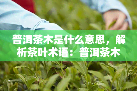 普洱茶木是什么意思，解析茶叶术语：普洱茶木的含义