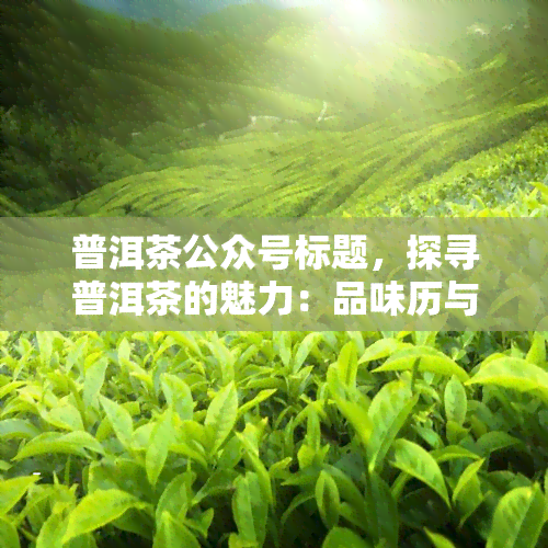 普洱茶公众号标题，探寻普洱茶的魅力：品味历与文化