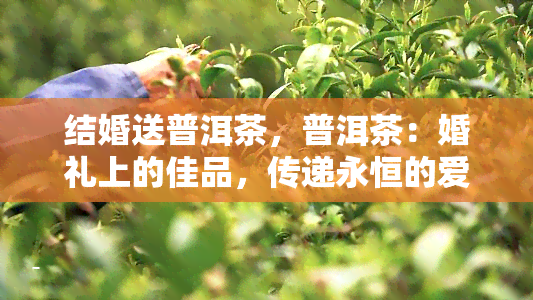 结婚送普洱茶，普洱茶：婚礼上的佳品，传递永恒的爱情