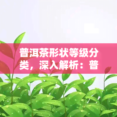 普洱茶形状等级分类，深入解析：普洱茶的形状等级分类及其影响因素