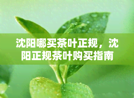 沈阳哪买茶叶正规，沈阳正规茶叶购买指南