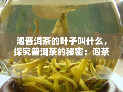 泡普洱茶的叶子叫什么，探究普洱茶的秘密：泡茶用的叶子是什么？