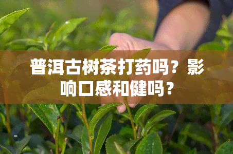 普洱古树茶打吗？影响口感和健吗？