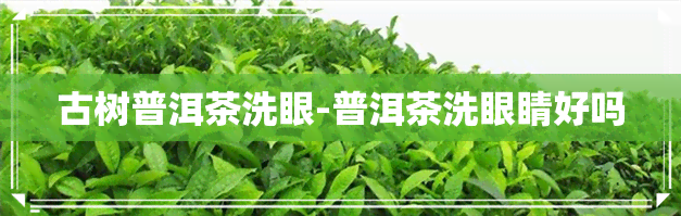 古树普洱茶洗眼-普洱茶洗眼睛好吗