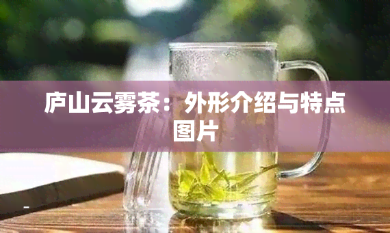 庐山云雾茶：外形介绍与特点图片