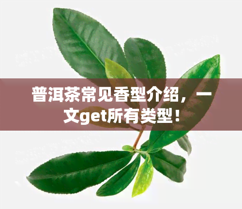 普洱茶常见香型介绍，一文get所有类型！