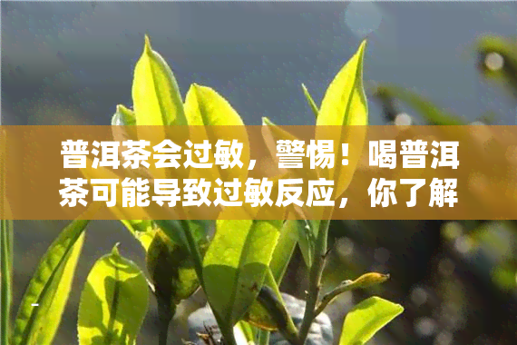 普洱茶会过敏，警惕！喝普洱茶可能导致过敏反应，你了解吗？