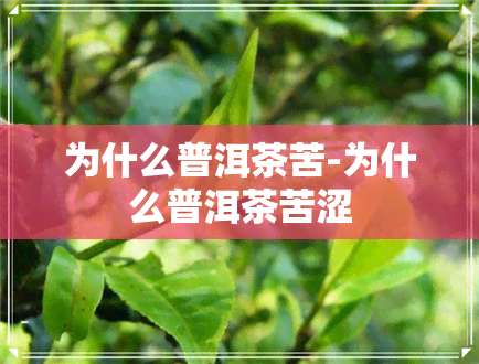 为什么普洱茶苦-为什么普洱茶苦涩