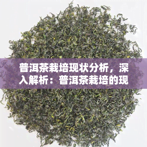 普洱茶栽培现状分析，深入解析：普洱茶栽培的现状与趋势