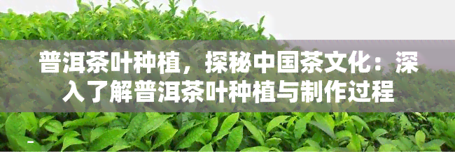 普洱茶叶种植，探秘中国茶文化：深入了解普洱茶叶种植与制作过程