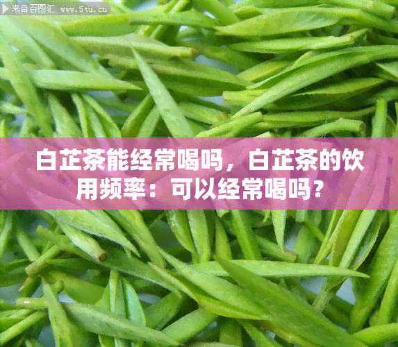 白芷茶能经常喝吗，白芷茶的饮用频率：可以经常喝吗？