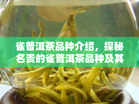 雀普洱茶品种介绍，探秘名贵的雀普洱茶品种及其独特之处