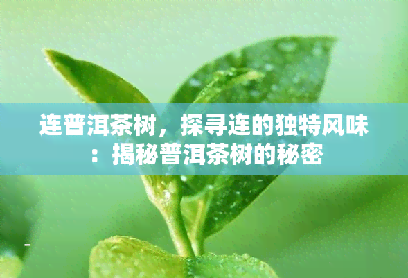 连普洱茶树，探寻连的独特风味：揭秘普洱茶树的秘密