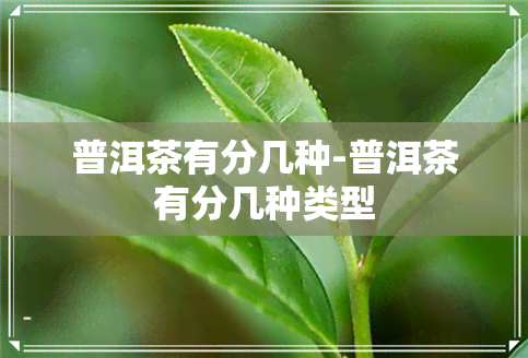 普洱茶有分几种-普洱茶有分几种类型