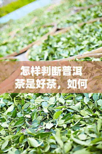 怎样判断普洱茶是好茶，如何判断普洱茶的好坏？从这几个方面入手