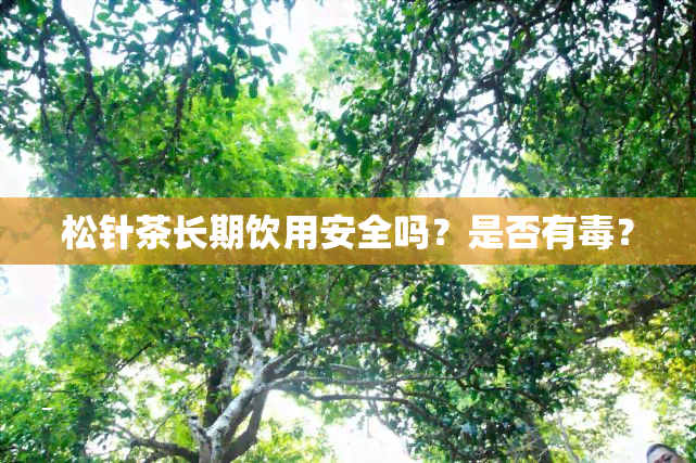 松针茶长期饮用安全吗？是否有？