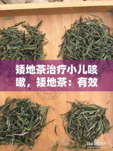 矮地茶治疗小儿咳嗽，矮地茶：有效治疗小儿咳嗽的天然良方