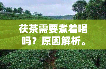 茯茶需要煮着喝吗？原因解析。