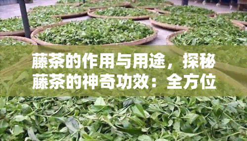 藤茶的作用与用途，探秘藤茶的神奇功效：全方位解析其作用与用途