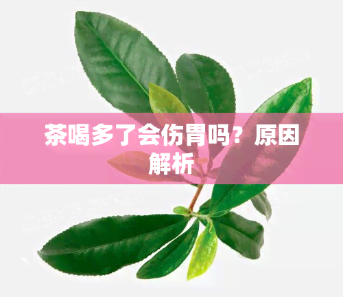 茶喝多了会伤胃吗？原因解析