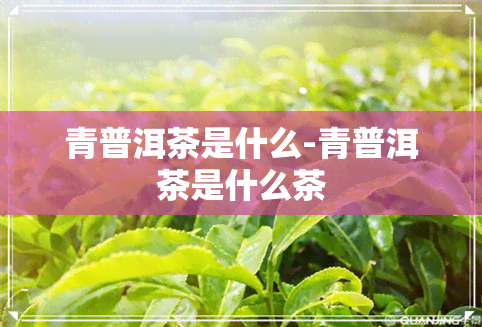 青普洱茶是什么-青普洱茶是什么茶