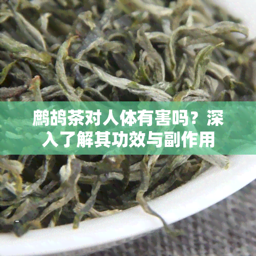 鹧鸪茶对人体有害吗？深入了解其功效与副作用