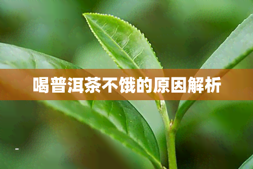 喝普洱茶不饿的原因解析