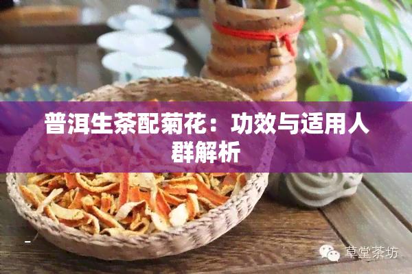 普洱生茶配菊花：功效与适用人群解析