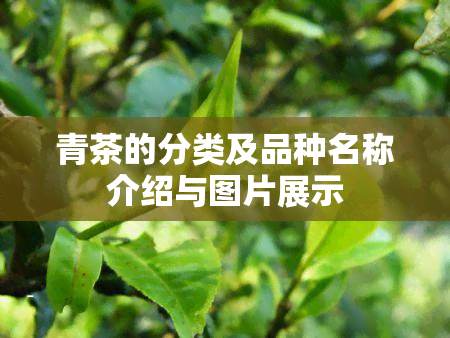 青茶的分类及品种名称介绍与图片展示