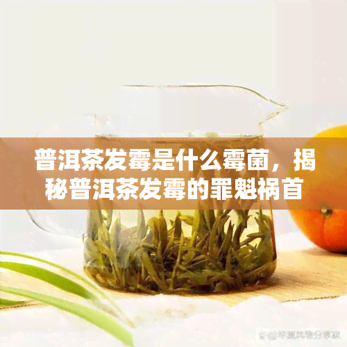 普洱茶发霉是什么霉菌，揭秘普洱茶发霉的罪魁祸首：究竟是什么霉菌在作祟？