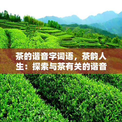 茶的谐音字词语，茶韵人生：探索与茶有关的谐音字词语