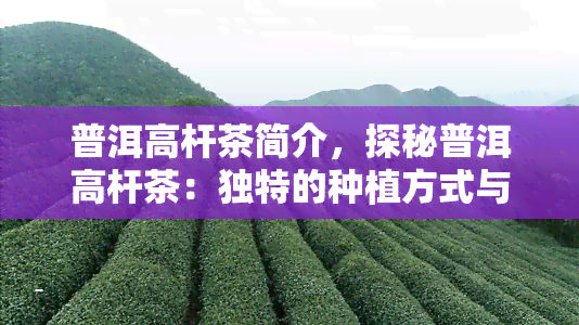 普洱高杆茶简介，探秘普洱高杆茶：独特的种植方式与口感特点