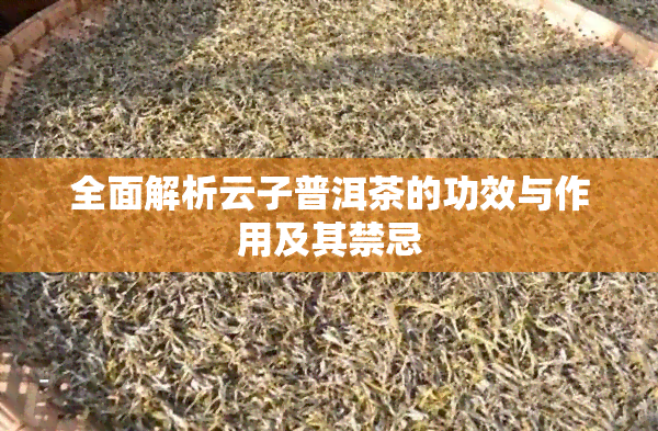 全面解析云子普洱茶的功效与作用及其禁忌