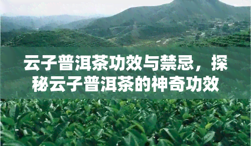 云子普洱茶功效与禁忌，探秘云子普洱茶的神奇功效与饮用禁忌