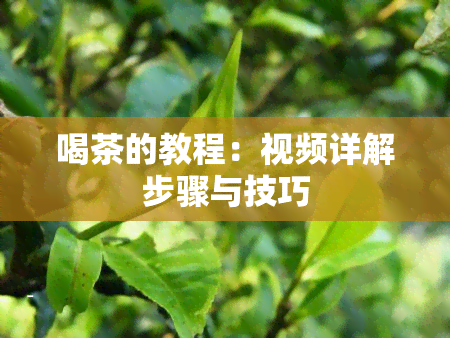 喝茶的教程：视频详解步骤与技巧