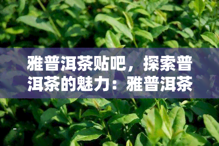 雅普洱茶贴吧，探索普洱茶的魅力：雅普洱茶贴吧讨论区