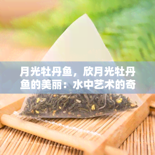 月光牡丹，欣月光牡丹的美丽：水中艺术的奇妙展示