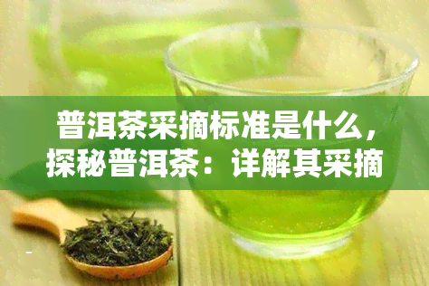 普洱茶采摘标准是什么，探秘普洱茶：详解其采摘标准与要求