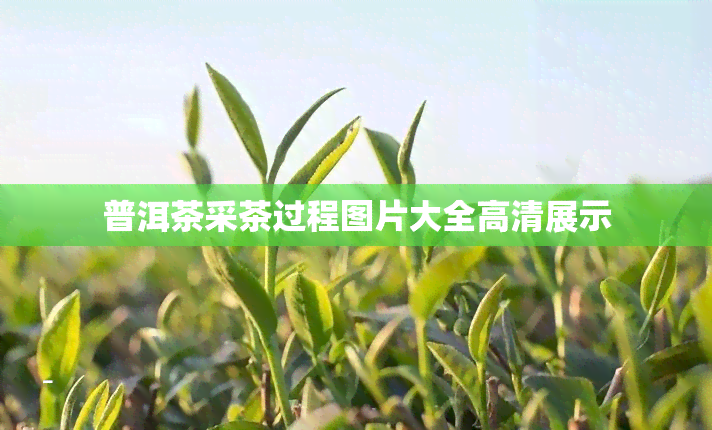 普洱茶采茶过程图片大全高清展示