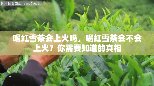 喝红雪茶会上火吗，喝红雪茶会不会上火？你需要知道的真相