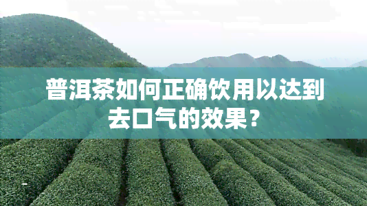 普洱茶如何正确饮用以达到去口气的效果？