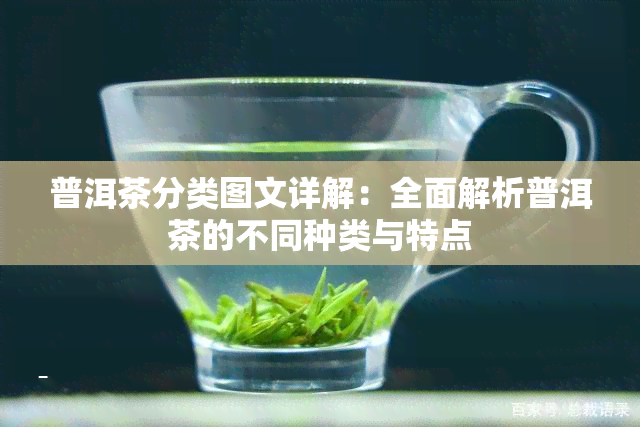 普洱茶分类图文详解：全面解析普洱茶的不同种类与特点