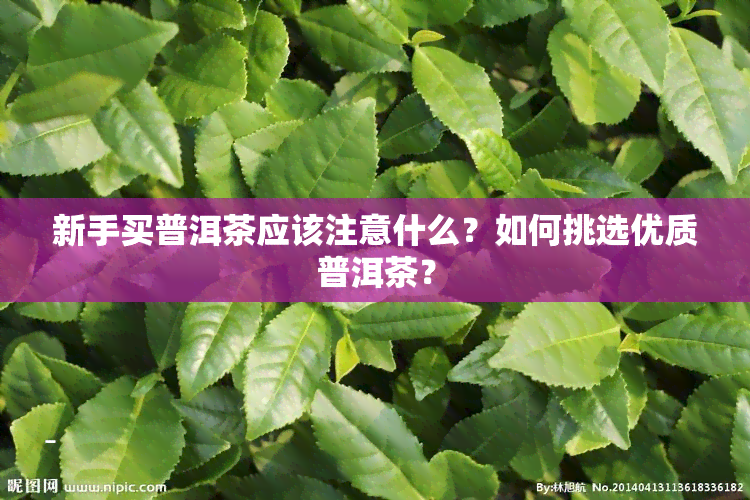 新手买普洱茶应该注意什么？如何挑选优质普洱茶？