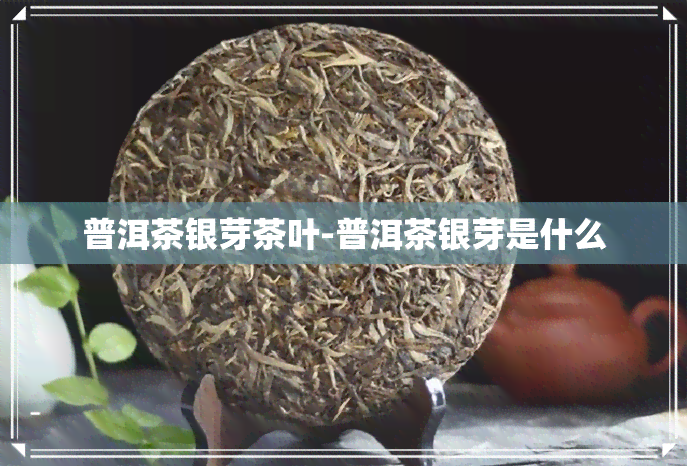 普洱茶银芽茶叶-普洱茶银芽是什么