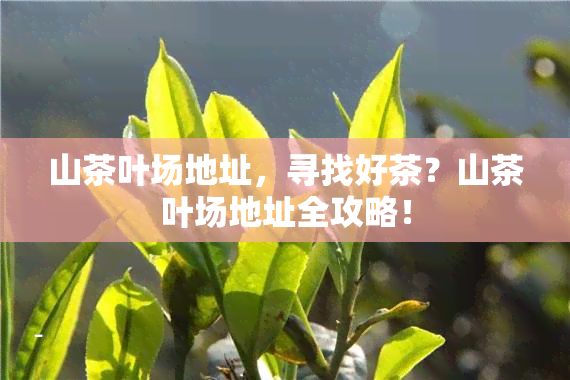 山茶叶场地址，寻找好茶？山茶叶场地址全攻略！